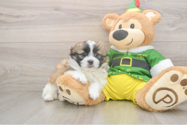 Fluffy Shih Pom Designer Pup