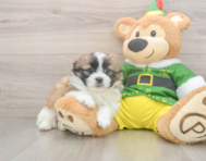 6 week old Shih Pom Puppy For Sale - Windy City Pups