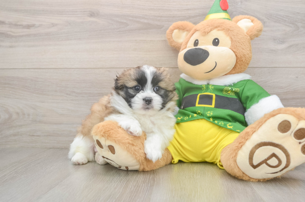 6 week old Shih Pom Puppy For Sale - Windy City Pups