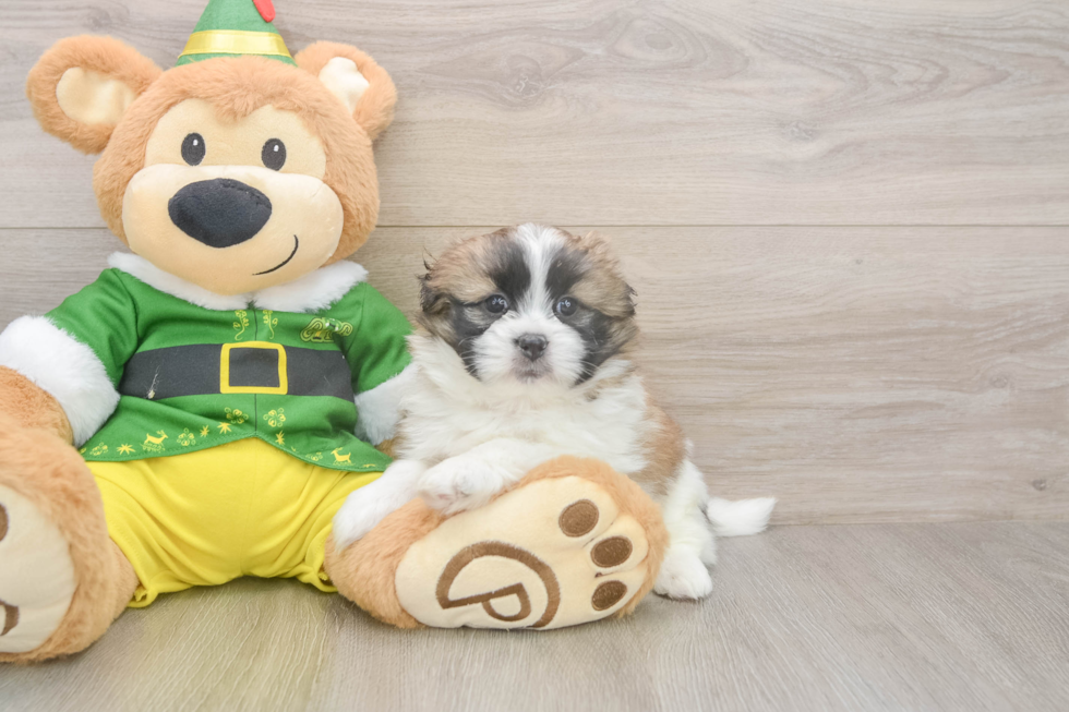 Friendly Shih Pom Baby