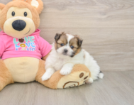 6 week old Shih Pom Puppy For Sale - Windy City Pups
