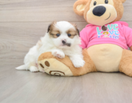 7 week old Shih Pom Puppy For Sale - Windy City Pups