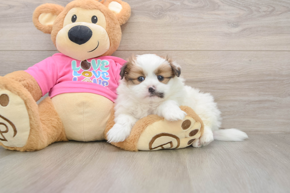 Adorable Shiranian Designer Puppy