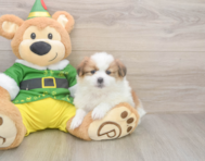 6 week old Shih Pom Puppy For Sale - Windy City Pups