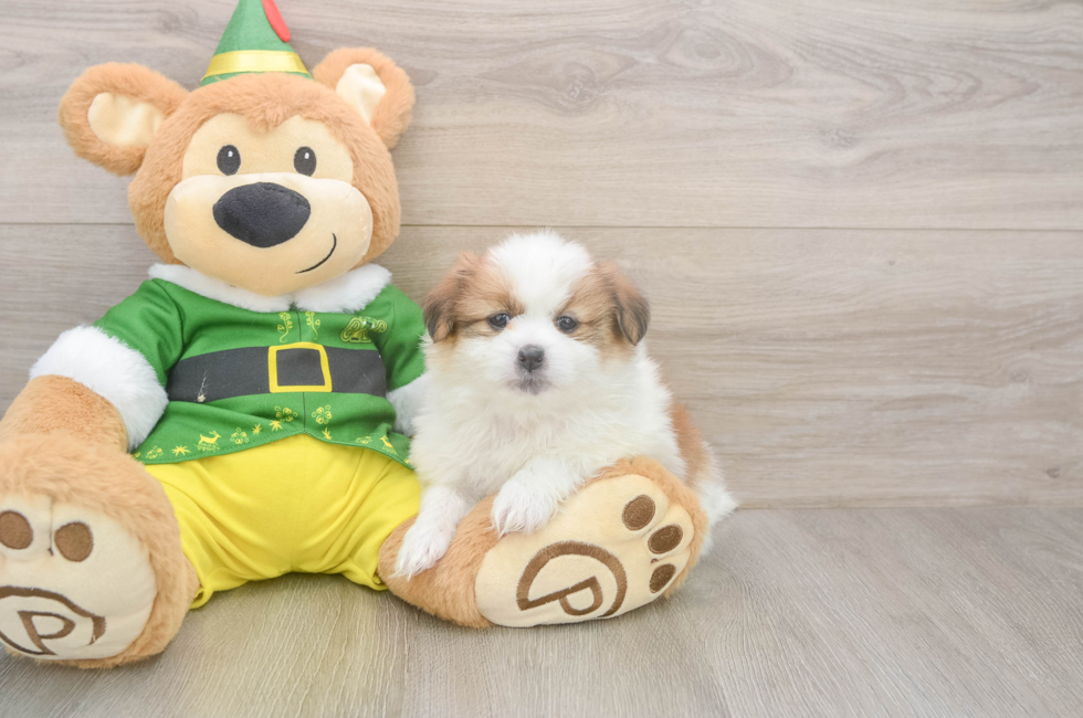 6 week old Shih Pom Puppy For Sale - Windy City Pups