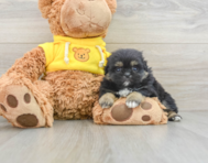 5 week old Shih Pom Puppy For Sale - Windy City Pups