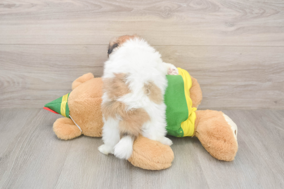 Sweet Shih Pom Baby