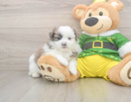 6 week old Shih Pom Puppy For Sale - Windy City Pups