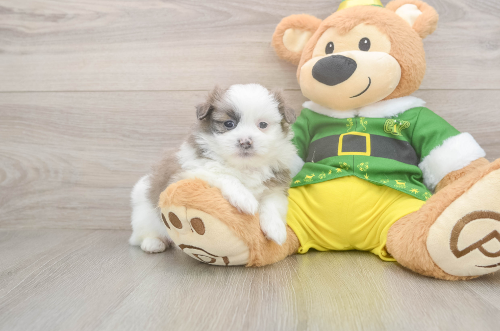 6 week old Shih Pom Puppy For Sale - Windy City Pups