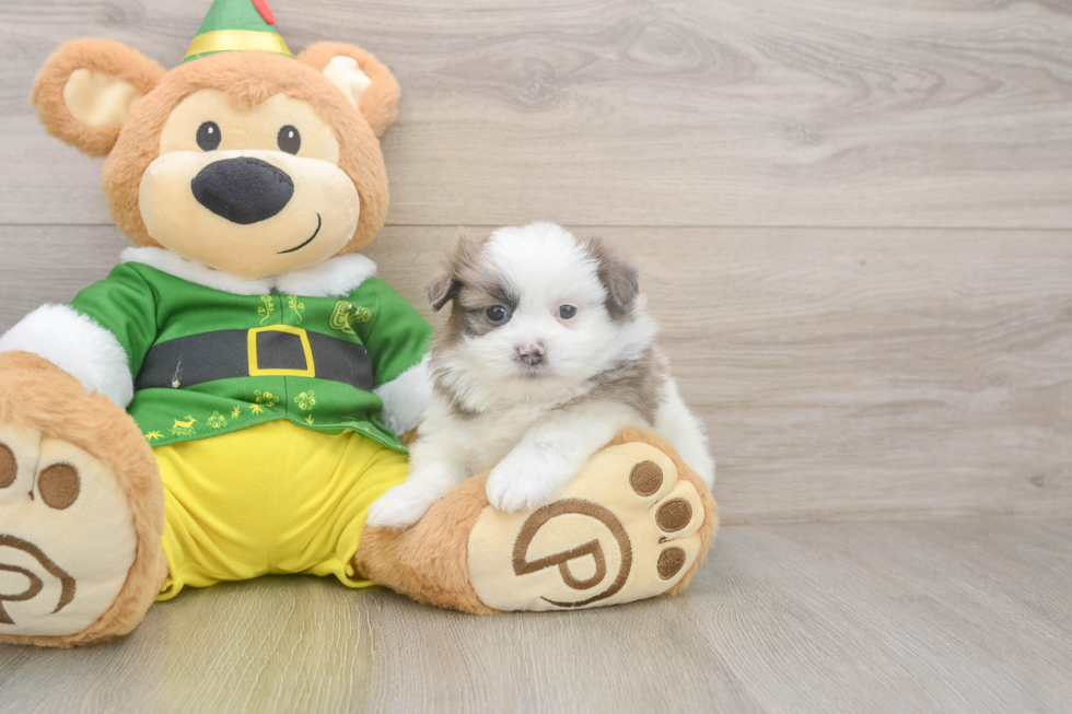 Popular Shih Pom Designer Pup