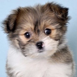 Shih Pom Puppy For Sale - Windy City Pups