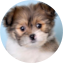 Shih Pom Puppy For Sale - Windy City Pups