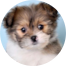 Shih Pom Puppies For Sale - Windy City Pups