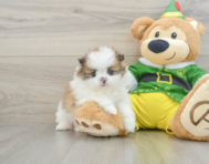 5 week old Shih Pom Puppy For Sale - Windy City Pups