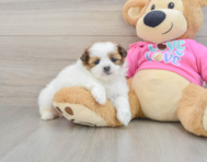 5 week old Shih Pom Puppy For Sale - Windy City Pups
