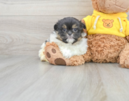 9 week old Shih Pom Puppy For Sale - Windy City Pups