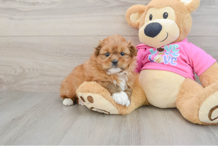 Shih Pom Puppy for Adoption