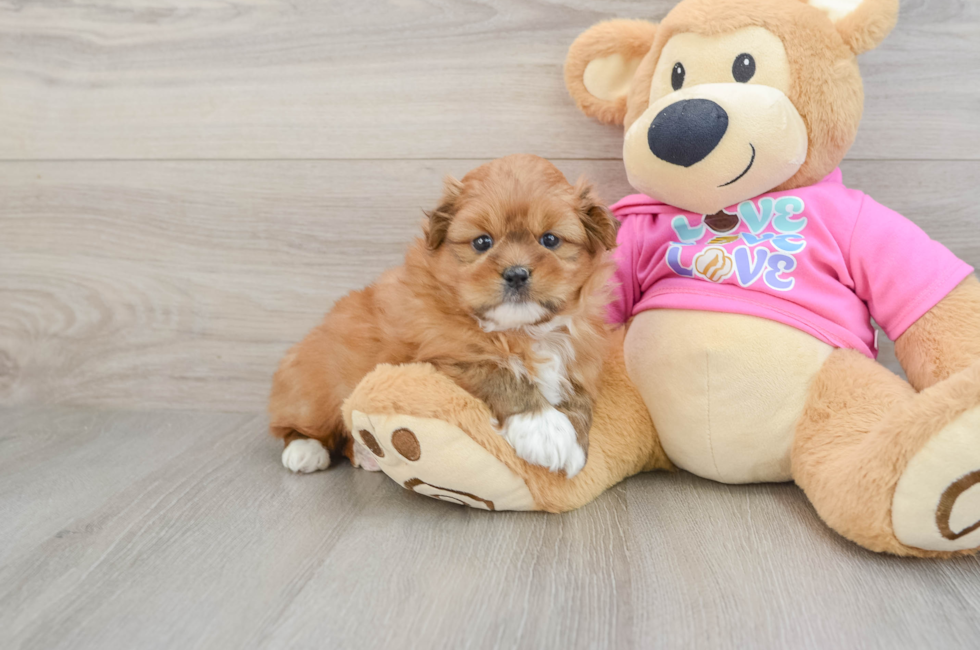 5 week old Shih Pom Puppy For Sale - Windy City Pups