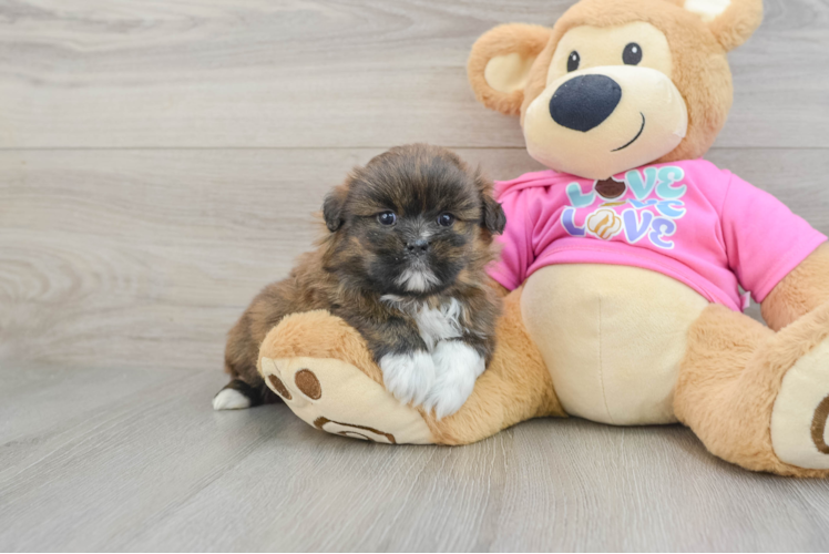 Shih Pom Puppy for Adoption