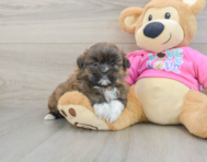 5 week old Shih Pom Puppy For Sale - Windy City Pups