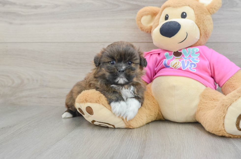 5 week old Shih Pom Puppy For Sale - Windy City Pups