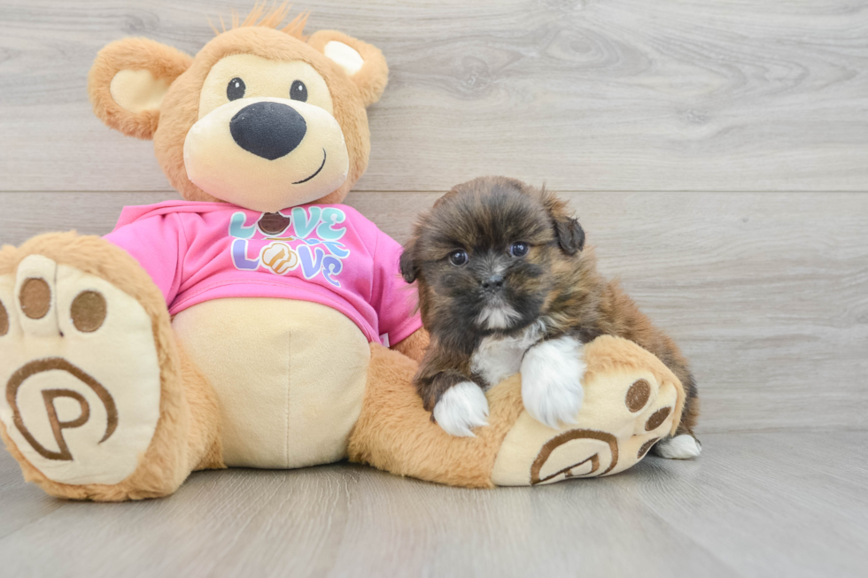 Friendly Shih Pom Baby