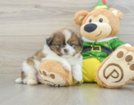 5 week old Shih Pom Puppy For Sale - Windy City Pups