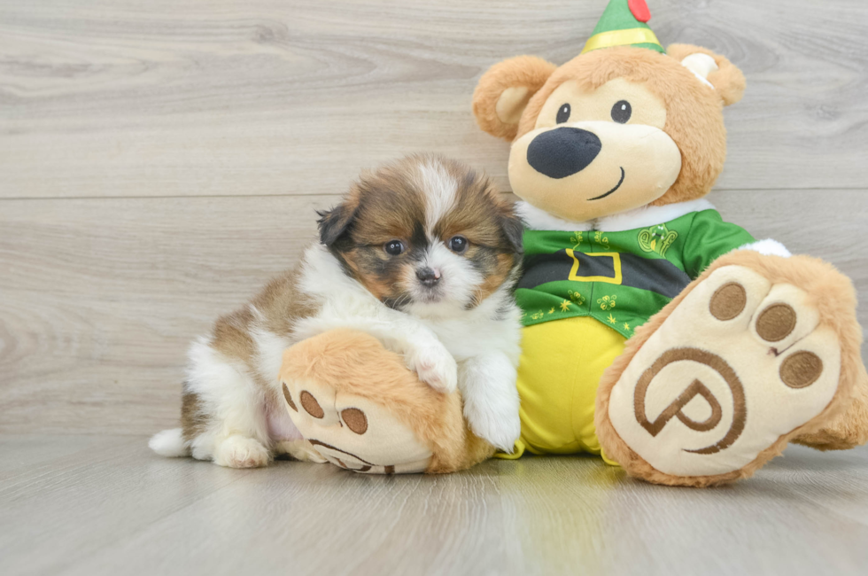 6 week old Shih Pom Puppy For Sale - Windy City Pups