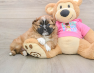 6 week old Shih Pom Puppy For Sale - Windy City Pups