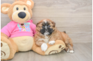 Shih Pom Puppy for Adoption