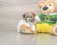 5 week old Shih Pom Puppy For Sale - Windy City Pups