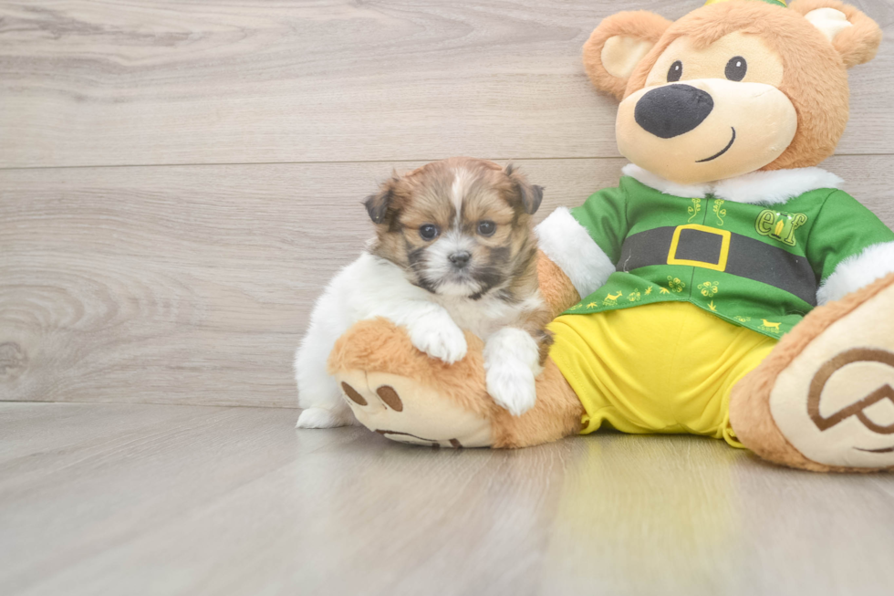 Cute Shih Pom Baby