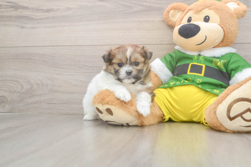 5 week old Shih Pom Puppy For Sale - Windy City Pups