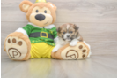 Shih Pom Puppy for Adoption