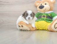 5 week old Shih Pom Puppy For Sale - Windy City Pups