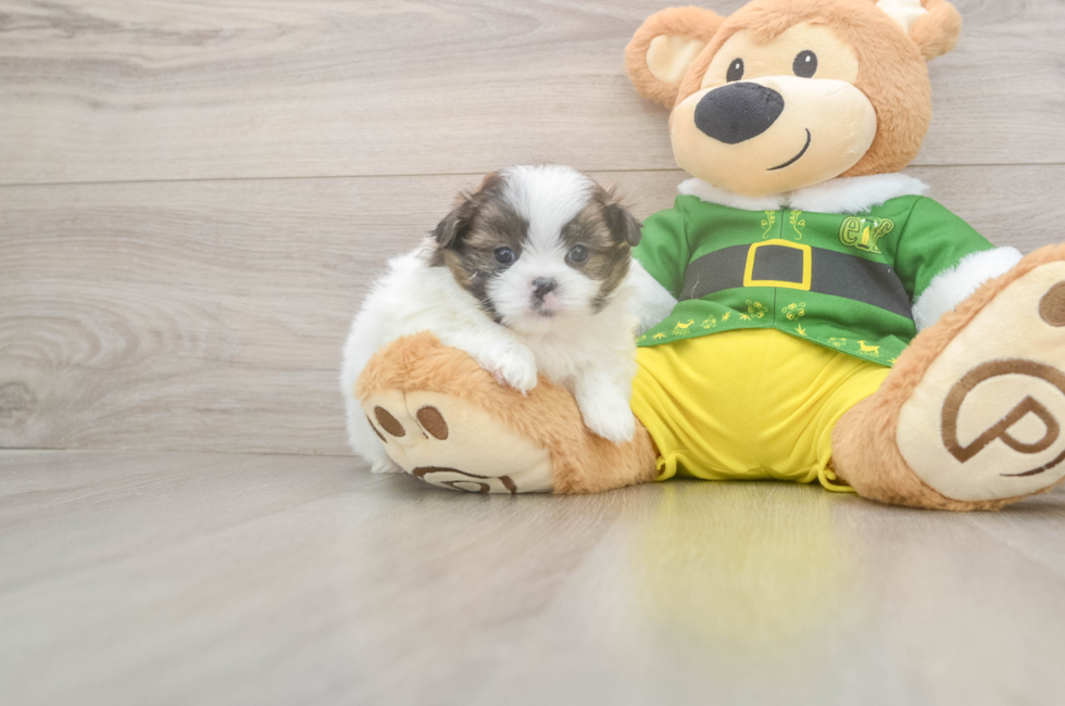 5 week old Shih Pom Puppy For Sale - Windy City Pups