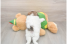 Fluffy Shih Pom Designer Pup