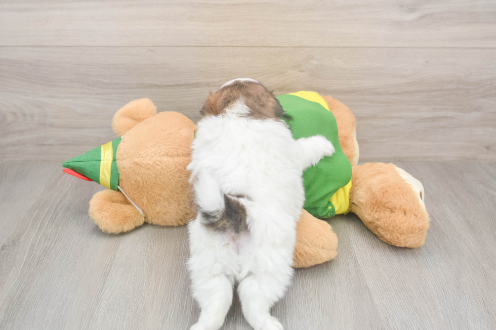 Fluffy Shih Pom Designer Pup