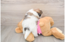 Petite Shih Pom Designer Pup
