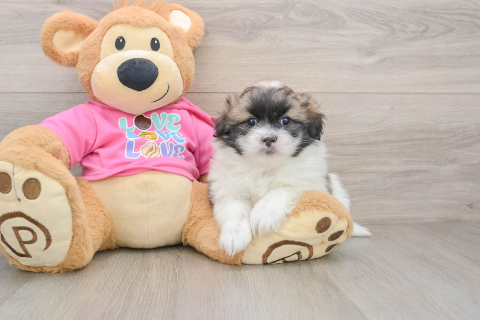 Shih Pom Puppy for Adoption