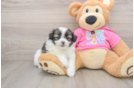 Playful Shipom Designer Puppy