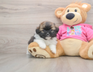 5 week old Shih Pom Puppy For Sale - Windy City Pups