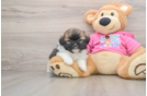 Shih Pom Puppy for Adoption