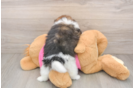 Small Shih Pom Baby