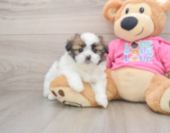 5 week old Shih Pom Puppy For Sale - Windy City Pups