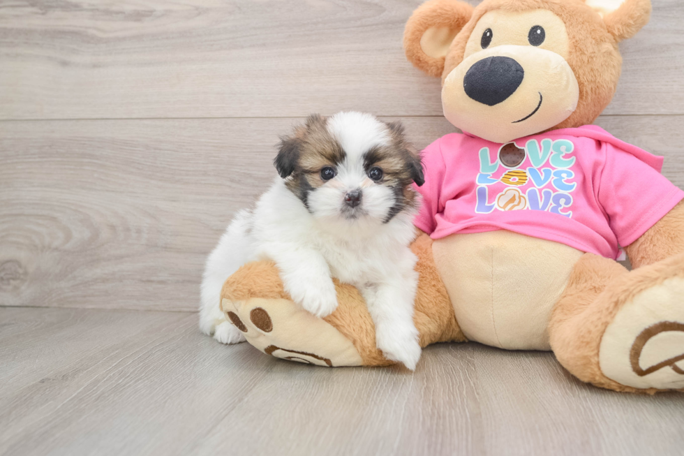 Cute Shih Pom Baby