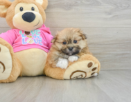 6 week old Shih Pom Puppy For Sale - Windy City Pups