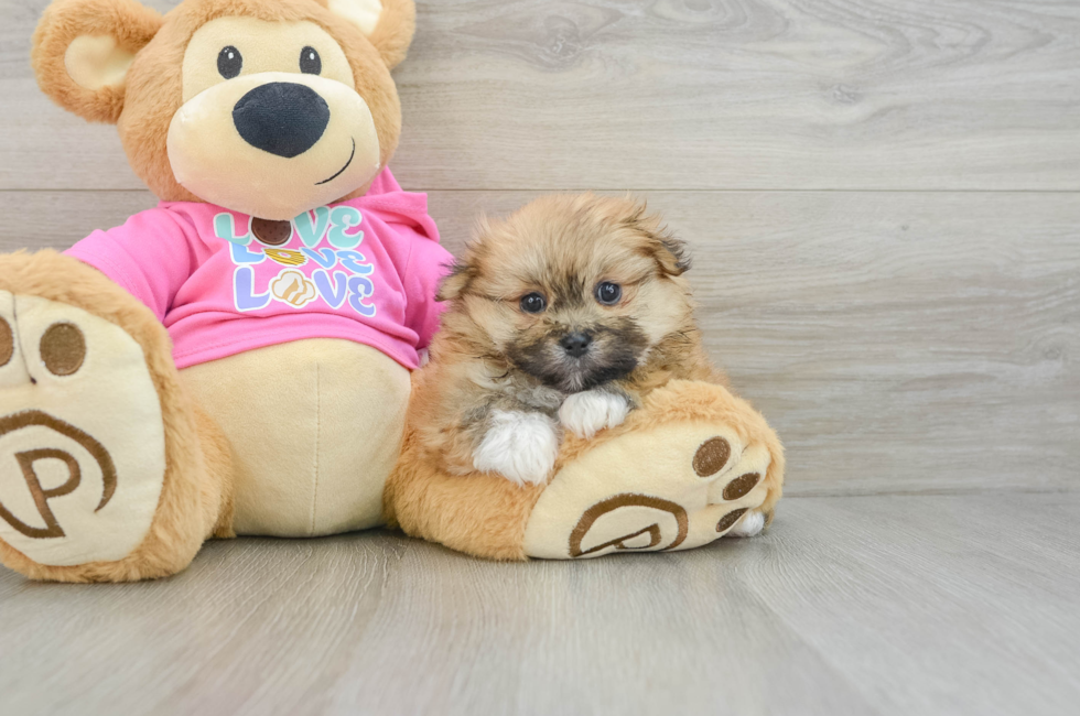 6 week old Shih Pom Puppy For Sale - Windy City Pups