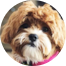 Shih Poo Puppies For Sale - Windy City Pups