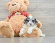 7 week old Shih Poo Puppy For Sale - Windy City Pups